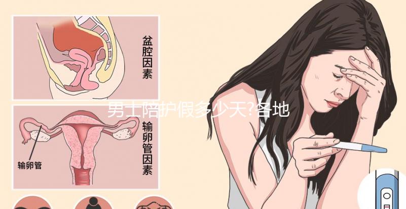 男士陪護假多少天?各地陪產假天數(shù)匯總