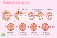 絕經(jīng)后試管妊娠如何支持黃體戳，醫(yī)生：掌握時間很重要