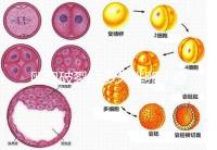 卵泡破裂后多久排卵？要想受孕更容易，這個時間別錯過！