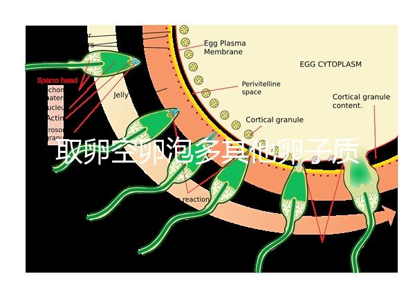 取卵空卵泡多其他卵子質(zhì)量好不好說,多方面衡量準確