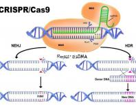 加班讓90后年輕人沒時間結婚生娃？網友：貧窮是避孕良方