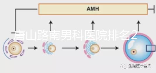 唐山路南男科醫院排名2024，精度高，成本低...