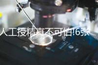 人工授精真不可怕!6張過(guò)程圖,讓你更快了解真正的人授