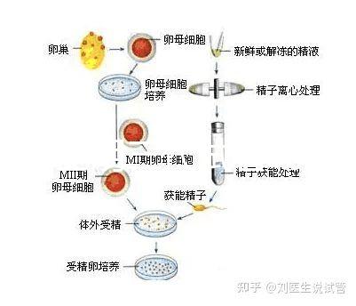 云南昆明三代試管助孕費用貴不貴呢？三代試管懷孕費用參考表！