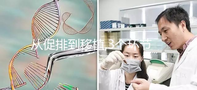 從促排到移植,3個(gè)環(huán)節(jié)解析為什么美國試管成功率比國內(nèi)高
