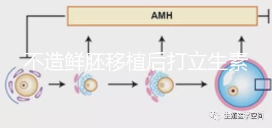 不造鮮胚移植后打立生素有無影響戳，過量小心不著床