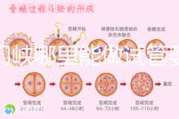 三門峽哪里能做試管嬰兒？從經歷談成功率和費用