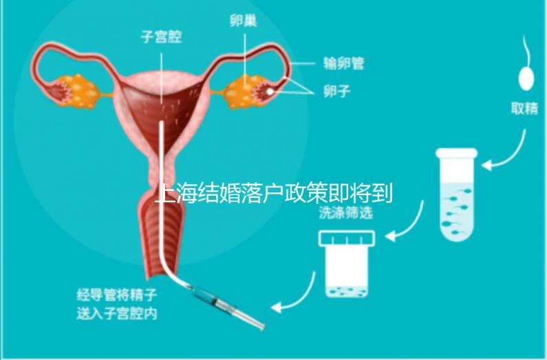 上海結婚落戶政策即將到來,包括2024年黃浦區詳細的戶籍流程
