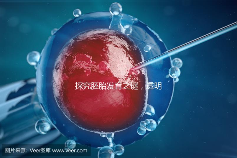 探究胚胎發(fā)育之謎,透明帶出現(xiàn)和消失時(shí)間有規(guī)律