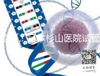 驚訝！日本杉山醫(yī)院試管嬰兒成功率和泰國(guó)持平