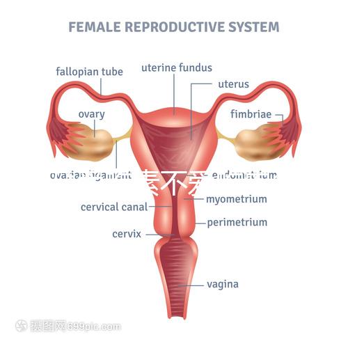 懷孕愛吃素不愛吃肉多半是女兒？幾率究竟多大進來一看便知