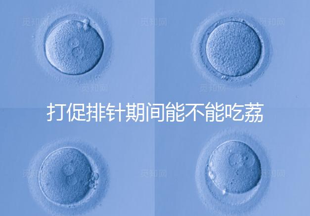 打促排針期間能不能吃荔枝看月份，想促進卵泡發(fā)育別亂食用