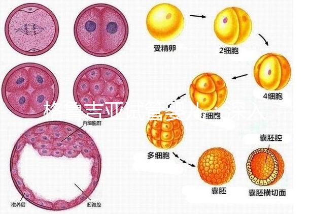 格魯吉亞試管嬰兒:深入了解優(yōu)勢(shì)與適用人群!