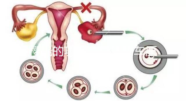 櫻桃的功效(櫻桃和車厘子有什么區(qū)別)