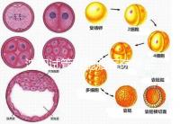 沈陽(yáng)試管雙胞胎醫(yī)院排名速覽，60s告訴你皇姑區(qū)有哪些