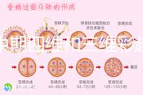 孕中期四維和三維彩超檢查區別真不小，看完便知誰更好