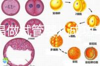 宜昌做試管嬰兒成功率和費用多少？先看哪些醫院能做吧！