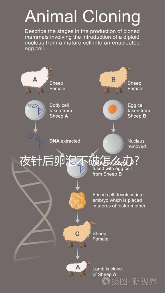 夜針后卵泡不破怎么辦?醫(yī)生:可打破卵針,但并非最好辦法