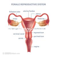 幼稚子宮是怎么回事,2點后果嚴(yán)重到無法接受
