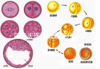 邵逸夫醫院試管嬰兒多少錢？全部費用明細為你一一列出