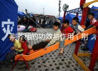 荊芥穗的功效與作用（荊芥穗的功效與作用和主治）