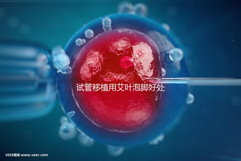 試管移植用艾葉泡腳好處多，幫助胚胎著床僅為其作用之一