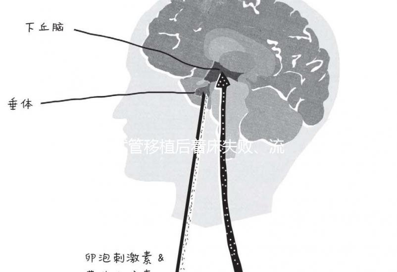 試管移植后著床失敗、流產？可能是“封閉抗體”出了問題