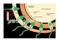 試管促排時(shí)麗申寶打幾天?我們來(lái)看看網(wǎng)友們的回答