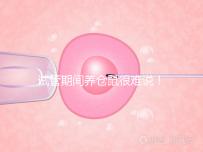 試管期間養(yǎng)倉(cāng)鼠很難說(shuō)！先了解對(duì)胎兒的影響再?zèng)Q定！