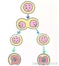 試管嬰兒的準備工作（試管嬰兒的準備工作有哪些）