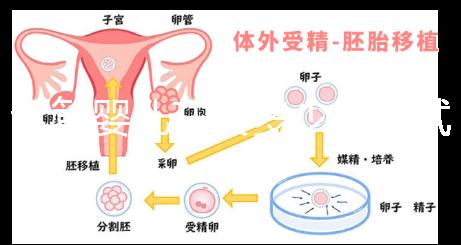 試管嬰兒在要多少錢(試管的價格一般多少錢)