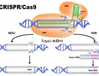 試管嬰兒懷孕（試管嬰兒懷孕時間怎么計(jì)算）