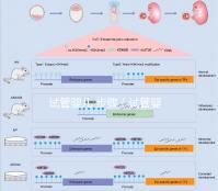 試管嬰兒 步驟（試管嬰兒步驟過程詳細(xì)時間）