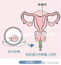 馬賽克胚胎形成原因解析，關于pgs嵌合體的那些事