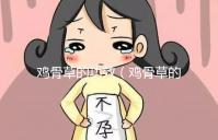 雞骨草的功效（雞骨草的功效與作用主要治什么?。? /></a></div><time dir=