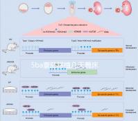 5ba囊胚移植幾天著床可測分情況，9天肚子不舒服還有希望