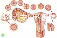 2024年六安男科醫(yī)院排名發(fā)布，裕安哪個好文件告訴答案
